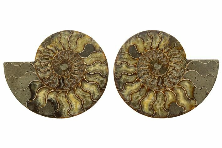 Cut & Polished, Agatized Ammonite Fossil - Madagascar #317505